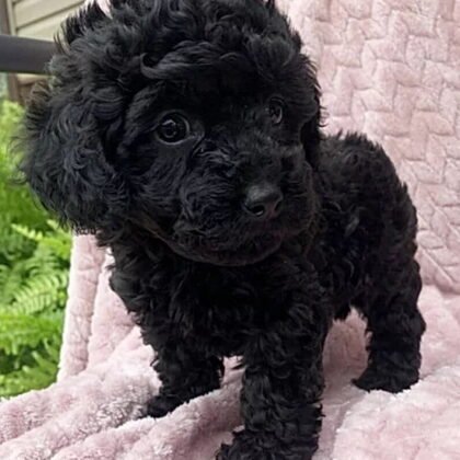 Queen B - Toy Poodle - Female