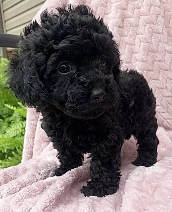 Queen B - Toy Poodle - Female