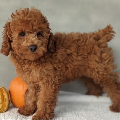 Channel - Toy Poodle - Female