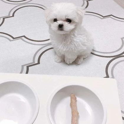 Oliver - Standard Maltese - Male