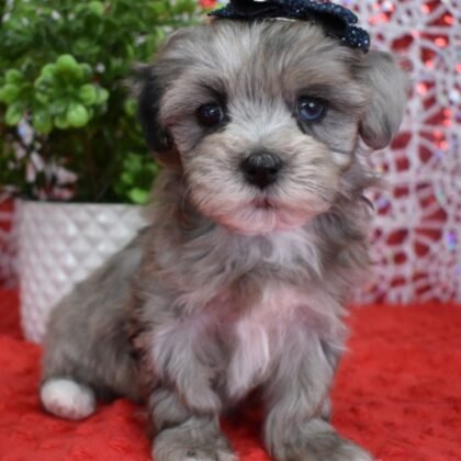 Harley - Toy Poodle - Male