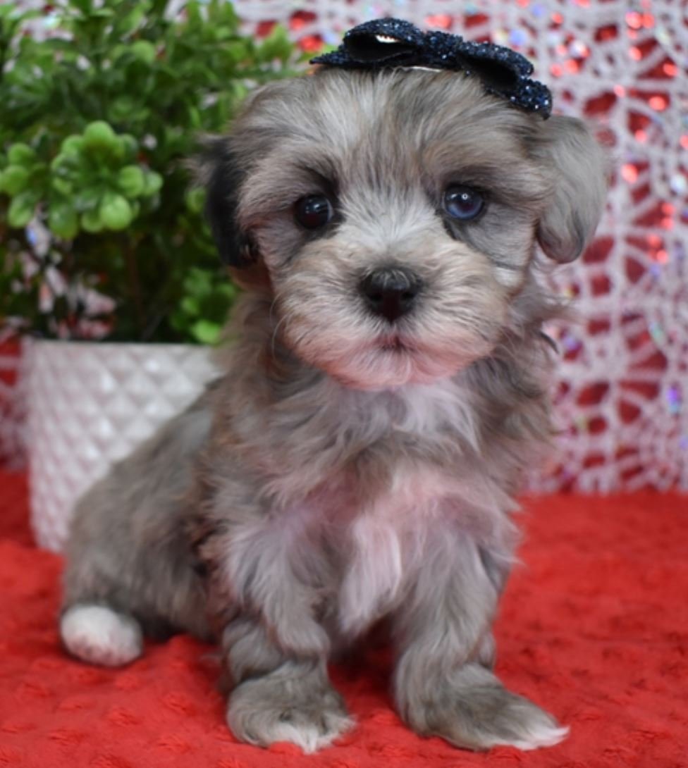 Harley - Toy Poodle - Male