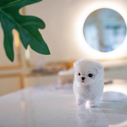 Cody - Teacup Maltese - Male
