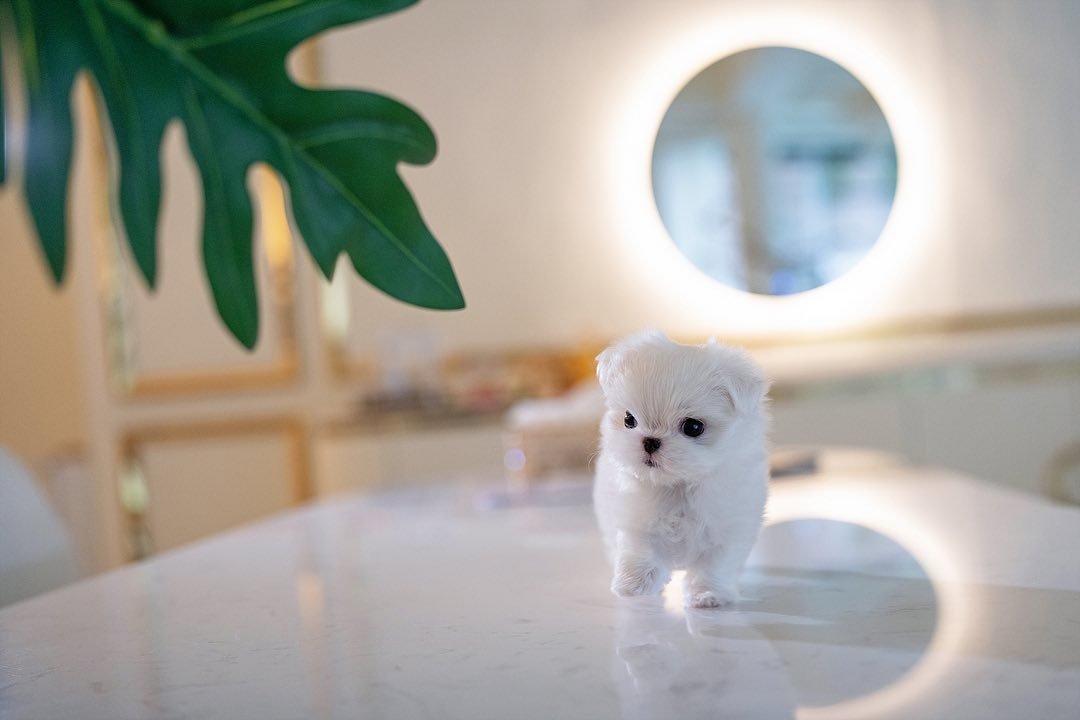 Cody - Teacup Maltese - Male