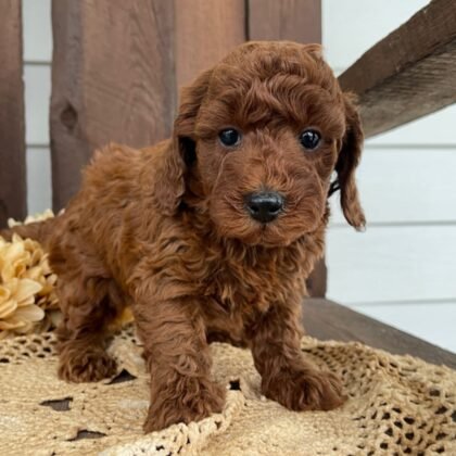 Jack - Toy Poodle - Male