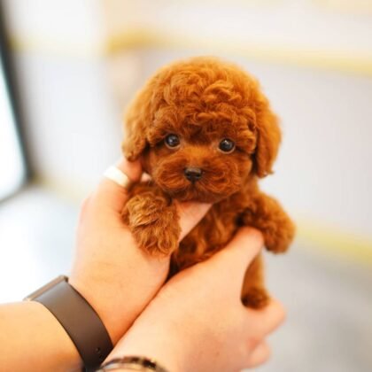 Precious - Teacup Poodle - Female