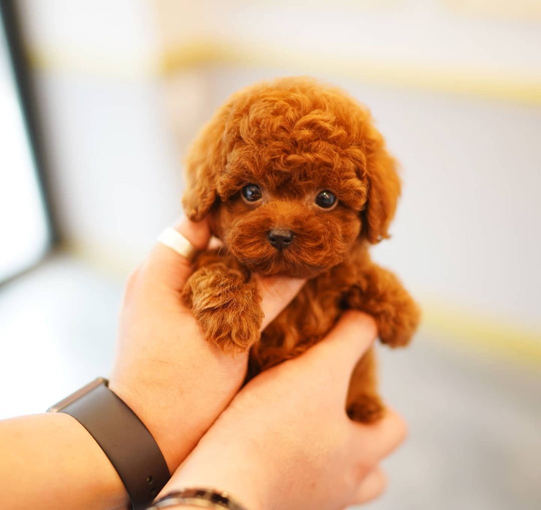Precious - Teacup Poodle - Female
