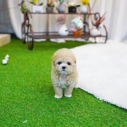 Coco - Teacup Poodle - Female