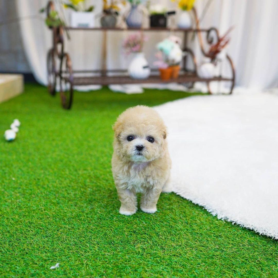 Coco - Teacup Poodle - Female