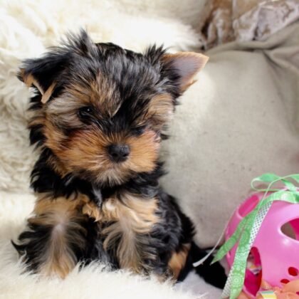 Tina - Teacup Yorkie - Female