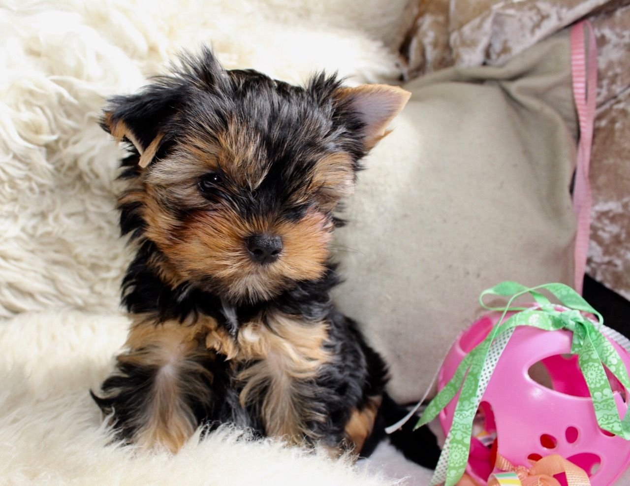 Tina - Teacup Yorkie - Female