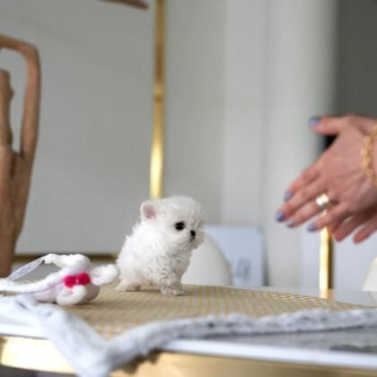 Tete - Teacup Maltese - Male