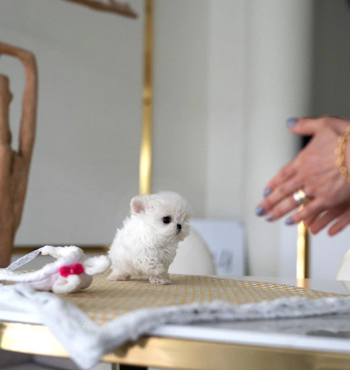 Tete - Teacup Maltese - Male