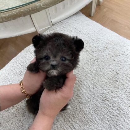 Helena - Teacup Poodle - Female