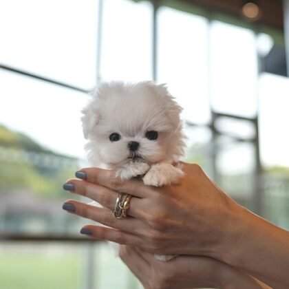 Winnie - Teacup Maltese - Female 1