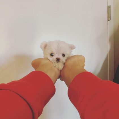 Winnie - Teacup Maltese - Female 2