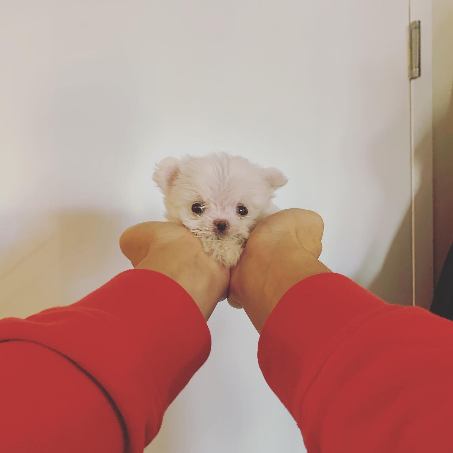 Winnie - Teacup Maltese - Female 2