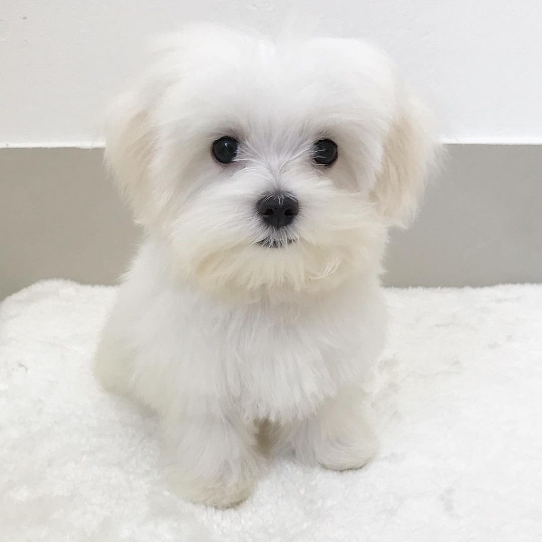 Quinta - Standard Maltese - Female