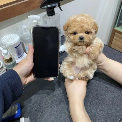 Peanut - Teacup Poodle - Male