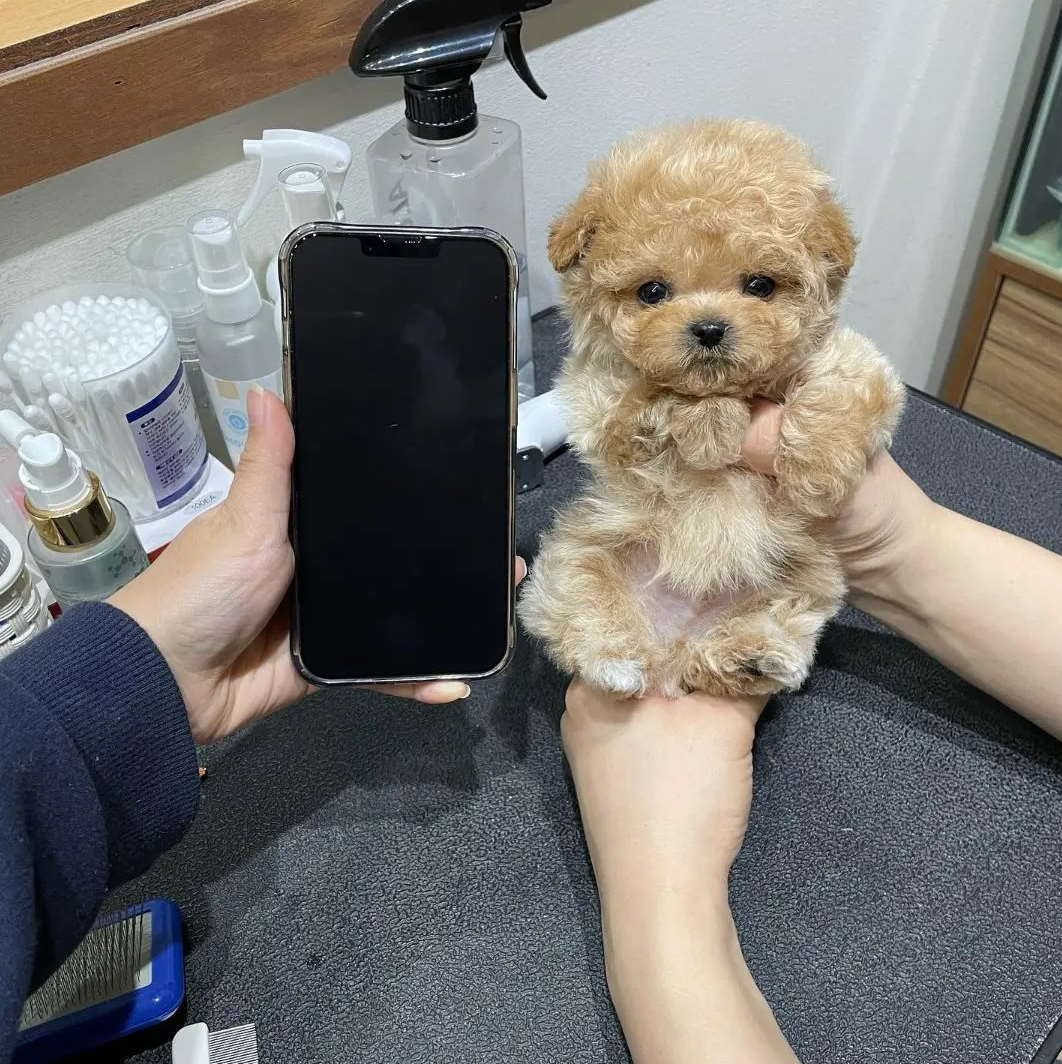 Peanut - Teacup Poodle - Male