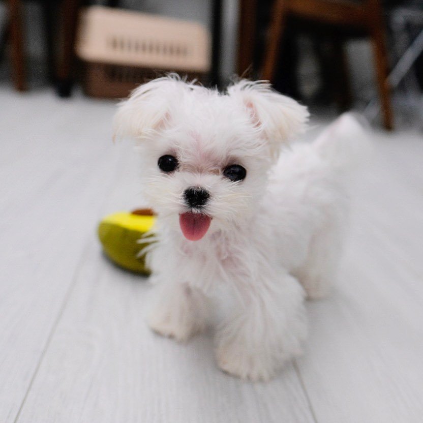 Brenda - Standard Maltese - Female