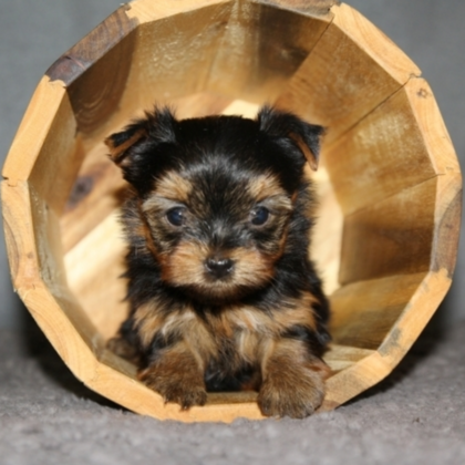 Cooper - Teacup Yorkie - Male