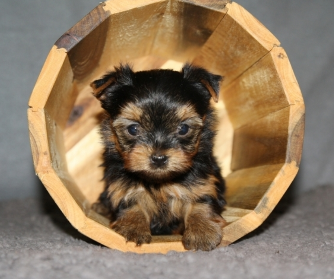 Cooper - Teacup Yorkie - Male