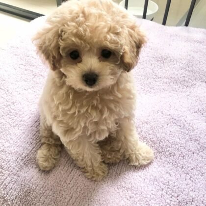 Bella Female Miniature Poodle Puppy