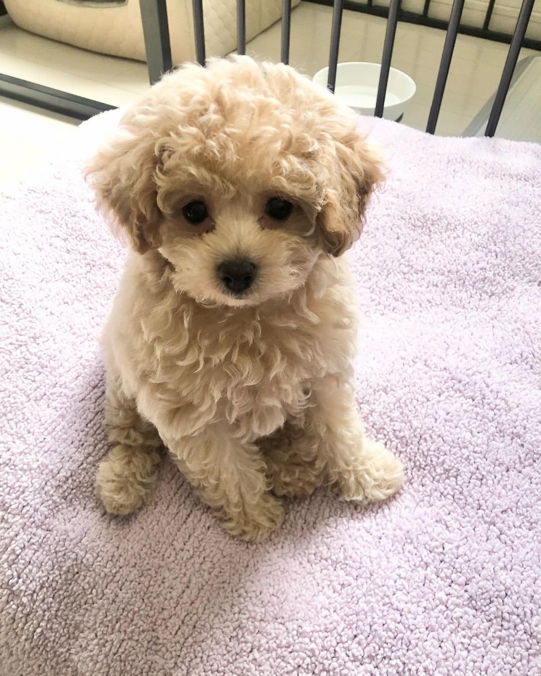 Bella Female Miniature Poodle Puppy