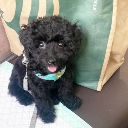 Brody Male Toy Poodle