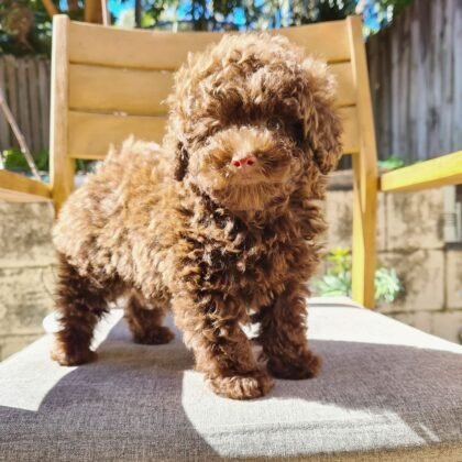 CoCo Female Miniature Poodle Puppy