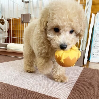 Jayden Male Miniature Poodle Puppy