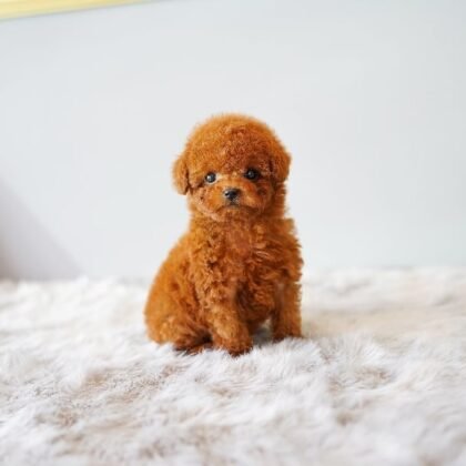 Lucy Female Teacup Poodle