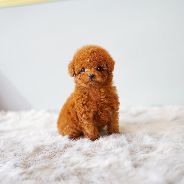 Lucy Female Teacup Poodle