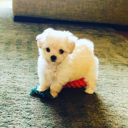 Max Male Miniature Poodle