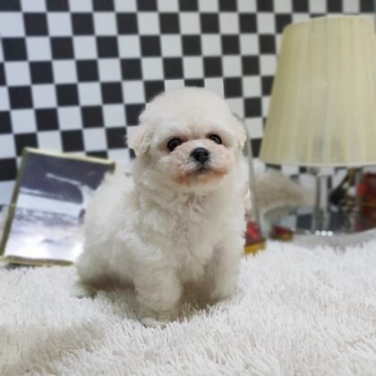 Mika Female Teacup Poodle Puppy