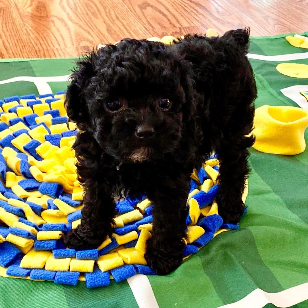 Nora Female Toy Poodle