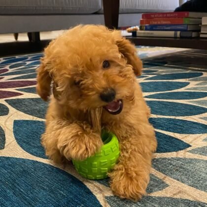 Tony Male Standard Poodle
