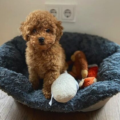 Rex Male Standard Poodle Puppy