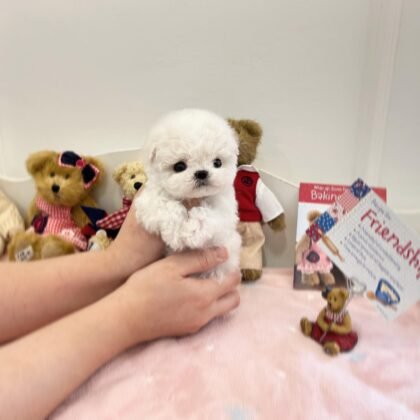 Snow - Teacup Poodle - Female