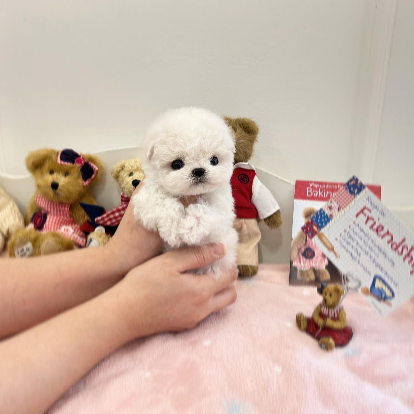 Snow - Teacup Poodle - Female