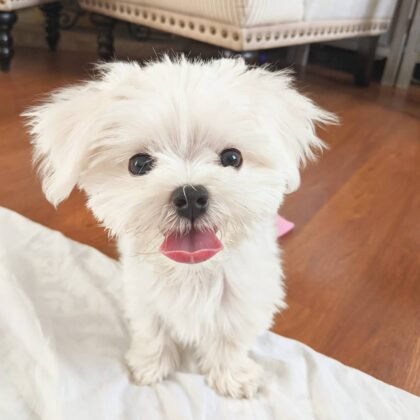 CoCo Female Maltese Puppy