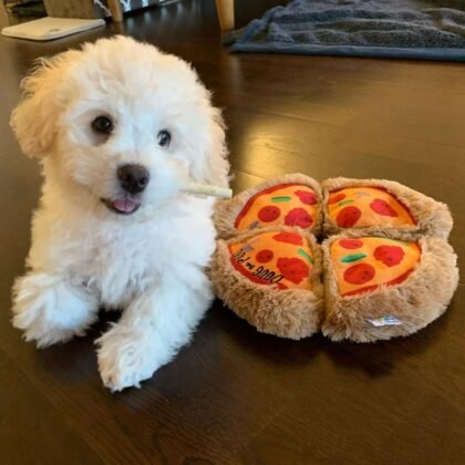Charlie Male Maltese Puppy