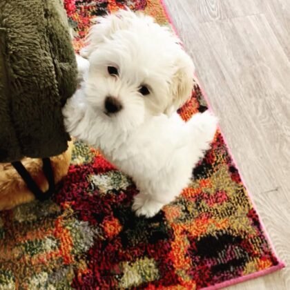 Violette Female Standard Maltese