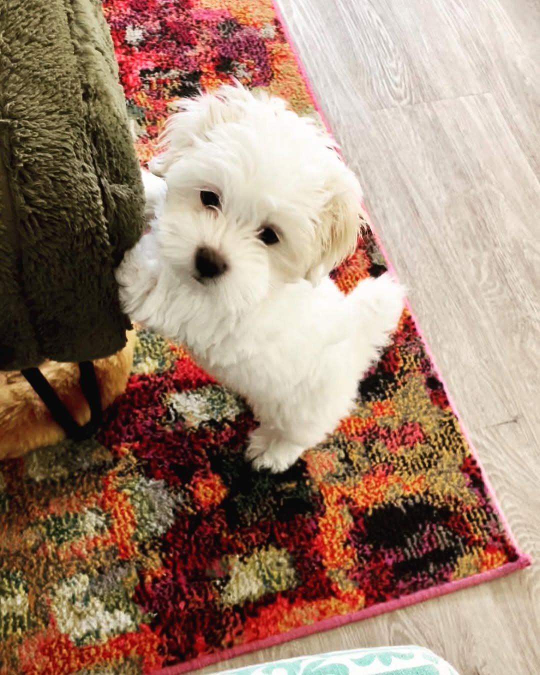 Violette Female Standard Maltese