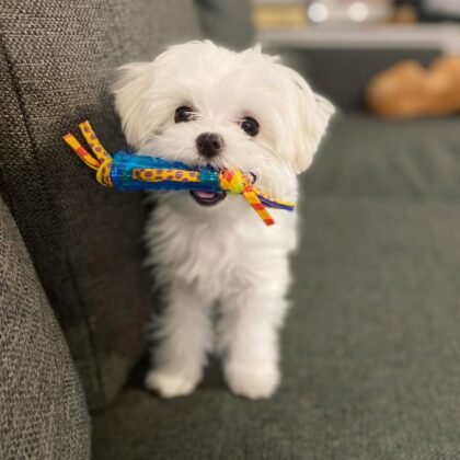 Pinto Male Maltese Puppy