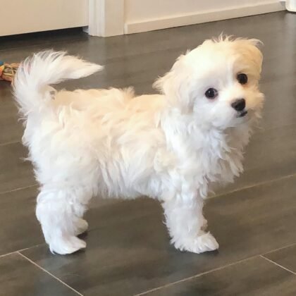 Jennie Female Maltese Puppy