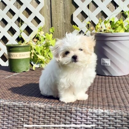 Enzo Male Maltese Puppy