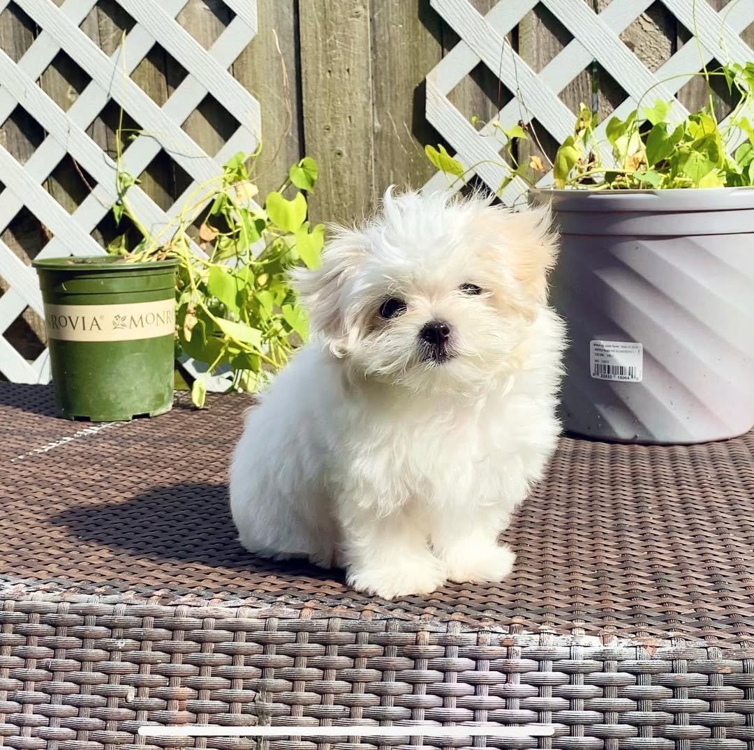 Enzo Male Maltese Puppy