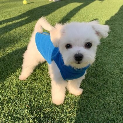 Leo Male Maltese Puppy